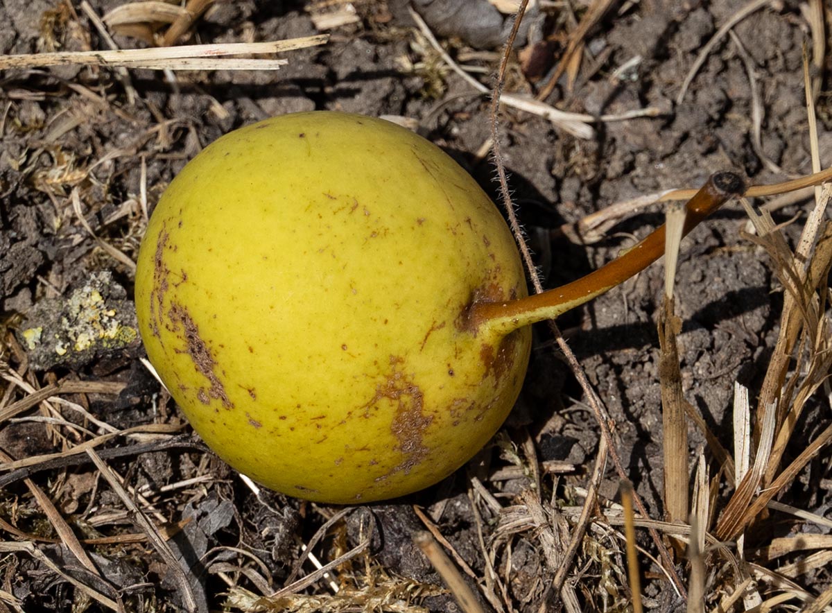 reife Frucht